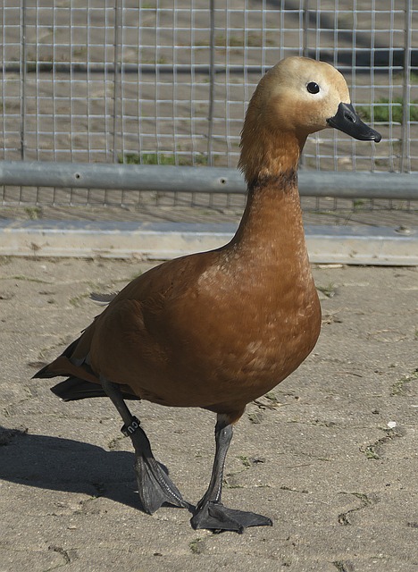 实力派